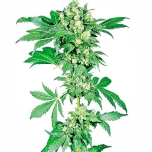 Afghani - nasiona marihuany