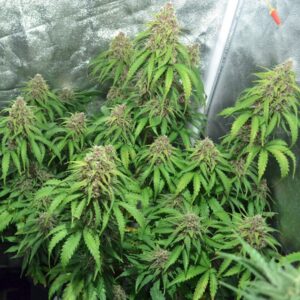 Nasiona marihuany Auto Cheese X-treme Bulk Feminized Seeds