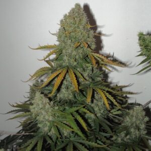 Nasiona marihuany Auto Critical 2.0 (X-treme) Bulk Feminized Seeds
