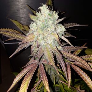 Nasiona marihuany Auto Grandaddy Purple Bulk Feminized Seeds