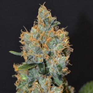 CBD Seeds - Lavender nasiona marihuany