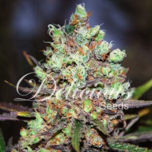 Nasiona marihuany Cotton Candy Kush Delicious Seeds