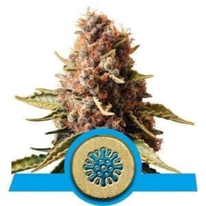 Euphoria CBD - nasiona marihuany Royal Queen Seeds
