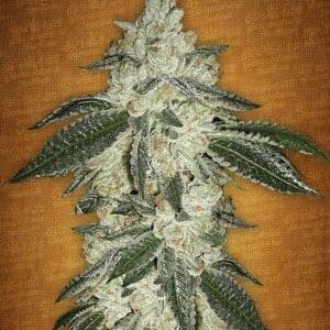 Green Crack - nasiona marihuany Fast Buds