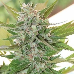 Hash Plant nasiona marihuany Ace Seeds