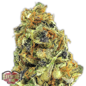 heavyweight seeds - K.O. Kush nasiona marihuany