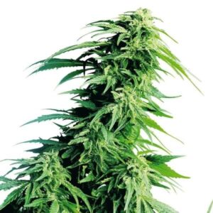Hindu Kush - nasiona marihuany Sensi Seeds