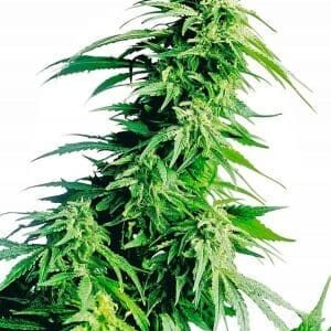 Hindu Kush nasiona marihuany Sensi Seeds
