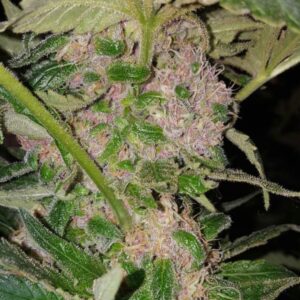 Nasiona marihuany Purple Kush