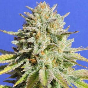 Original Sensible Seeds - Gorilla Glue #4 Nasiona marihuany