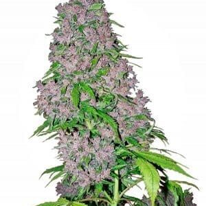 Purple Bud nasiona marihuany