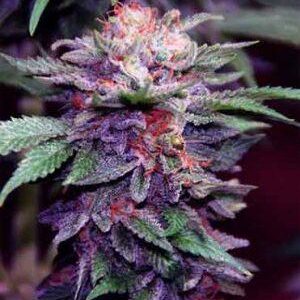 Purple Haze nasiona marihuany