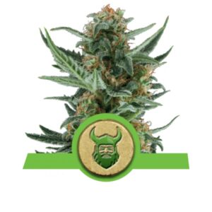 Royal Dwarf AUTO - nasiona marihuany