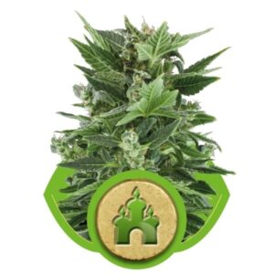 Royal Kush Automatic Royal Queen Seeds