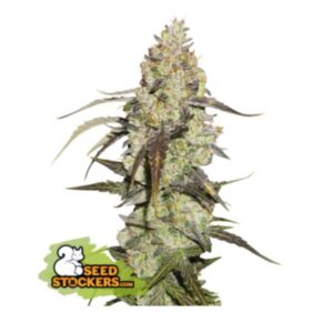 Runtz - nasiona marihuany Seedstockers