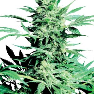 Shiva Skunk - nasiona marihuany Sensi Seeds