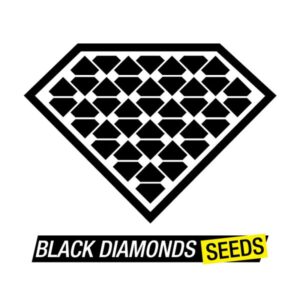 Silver Haze - nasiona marihuany Black Diamonds Seeds