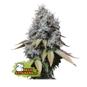 Sour Diesel - nasiona marihuany Seedstockers