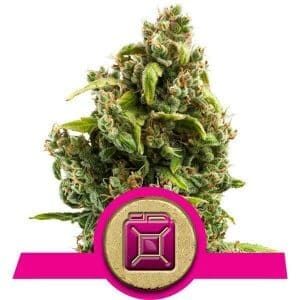 Sour Diesel nasiona marihuany Royal Queen Seeds