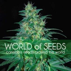 South African Kwazulu - nasiona marihuany World of Seeds