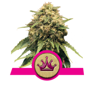 Special Queen #1 - Royal Queen Seeds nasiona marihuany