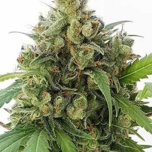 Strawberry Cough nasiona marihuany