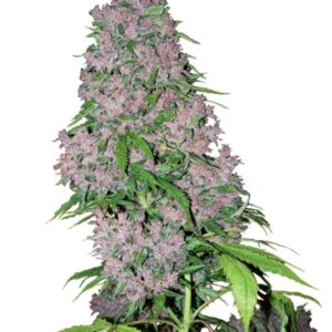 Purple Bud - nasiona marihuany