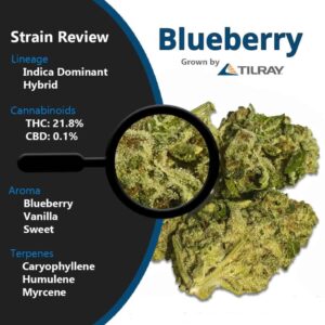 Tilray Blueberry - 18% THC 1% CBD - Ulotka informacyjna