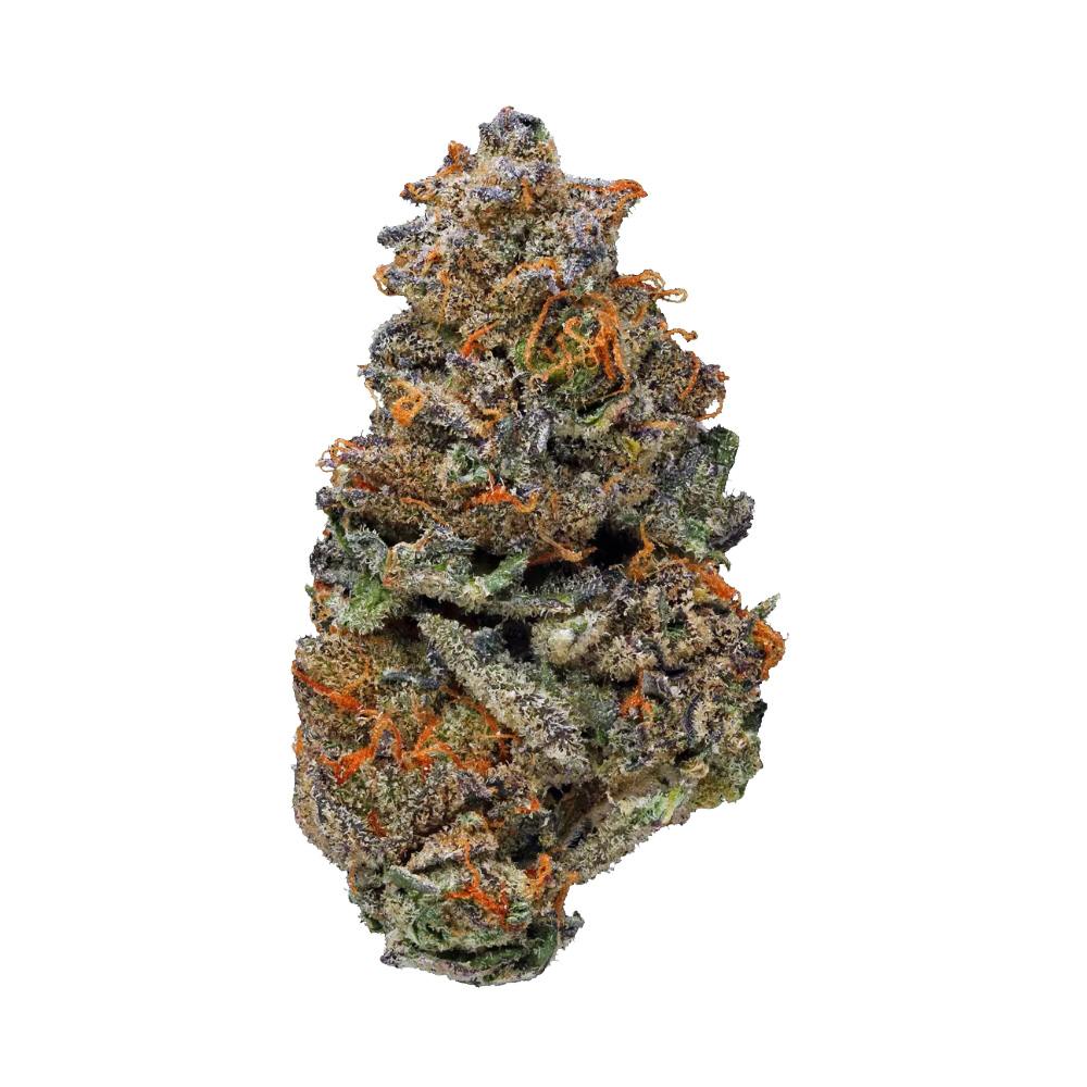 Girl Scout Cookies - odmiana marihuany