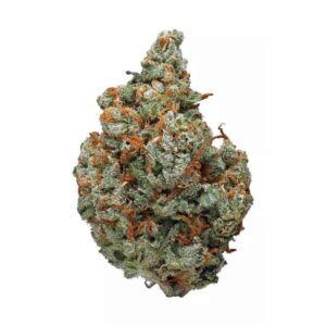 Zbliżenie na medyczną marihuanę Jack Haze, pokazujący jego puszystą strukturę i jasnoszałwiową barwę z widocznymi brązowymi i pomarańczowymi włoskami pistili. Pąk jest gęsto pokryty lepkimi białymi trichomami, które dodają mu mroźnego wyglądu